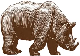 a brown bear with a white background.jpg